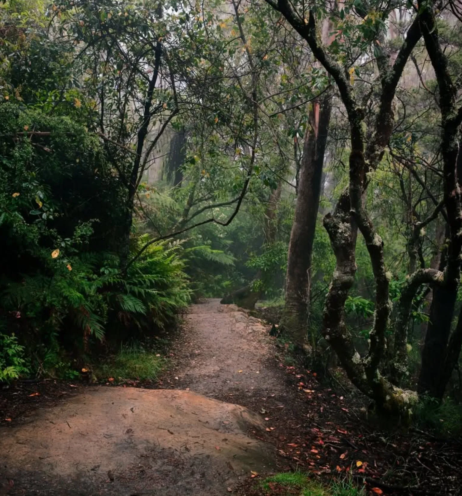 Blue Mountains mountain bike