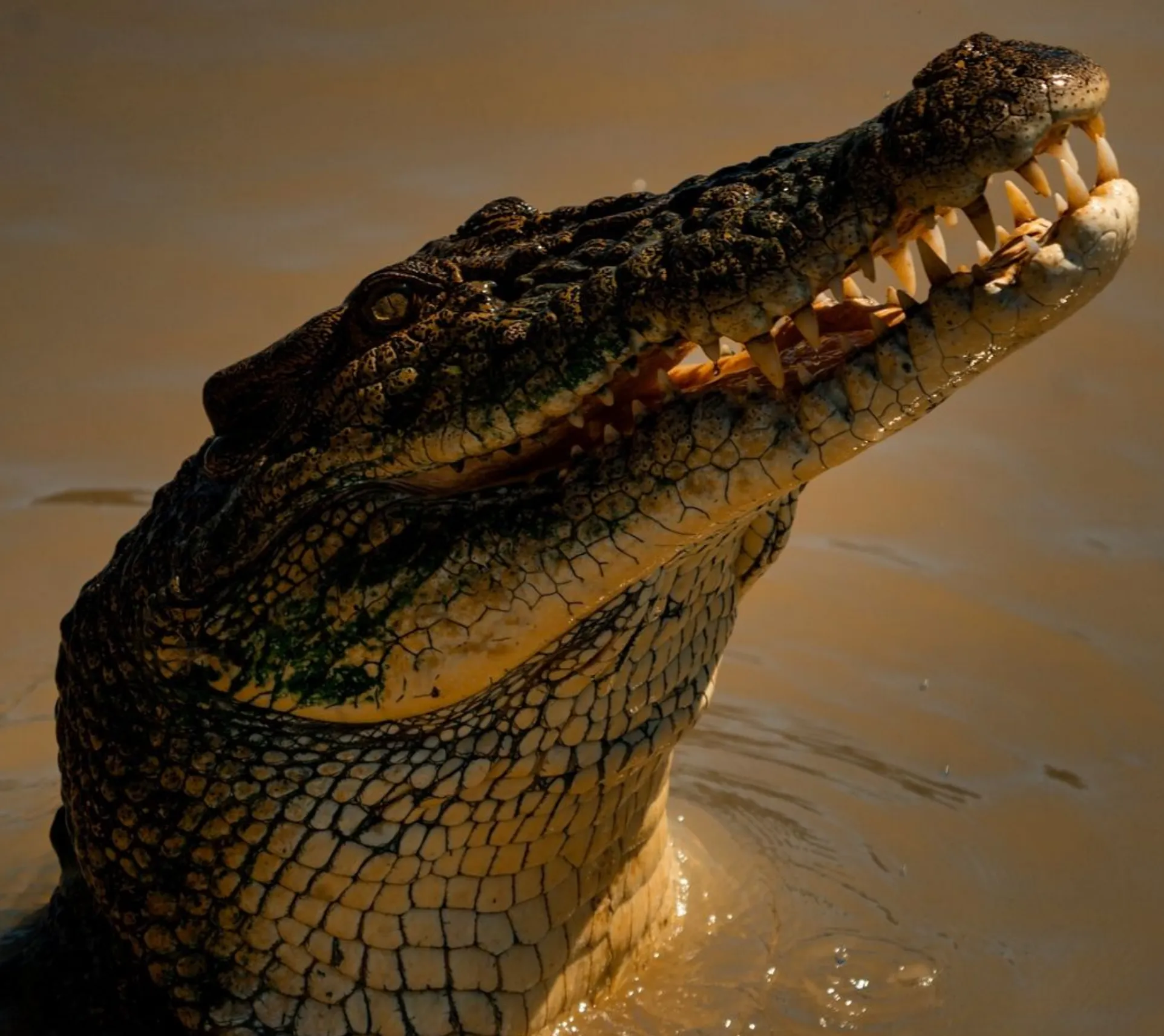 Hartley’s Crocodile Adventures