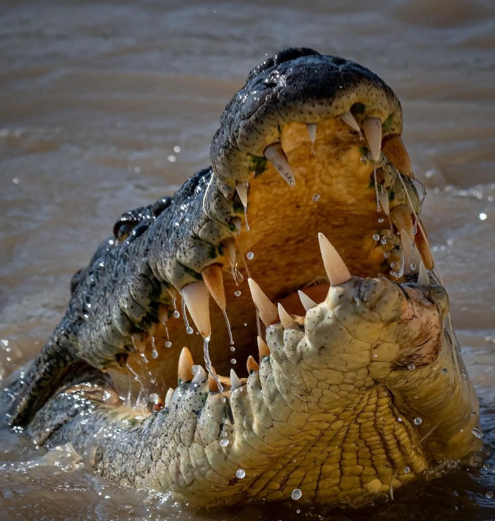 Northern Territory AU crocodiles