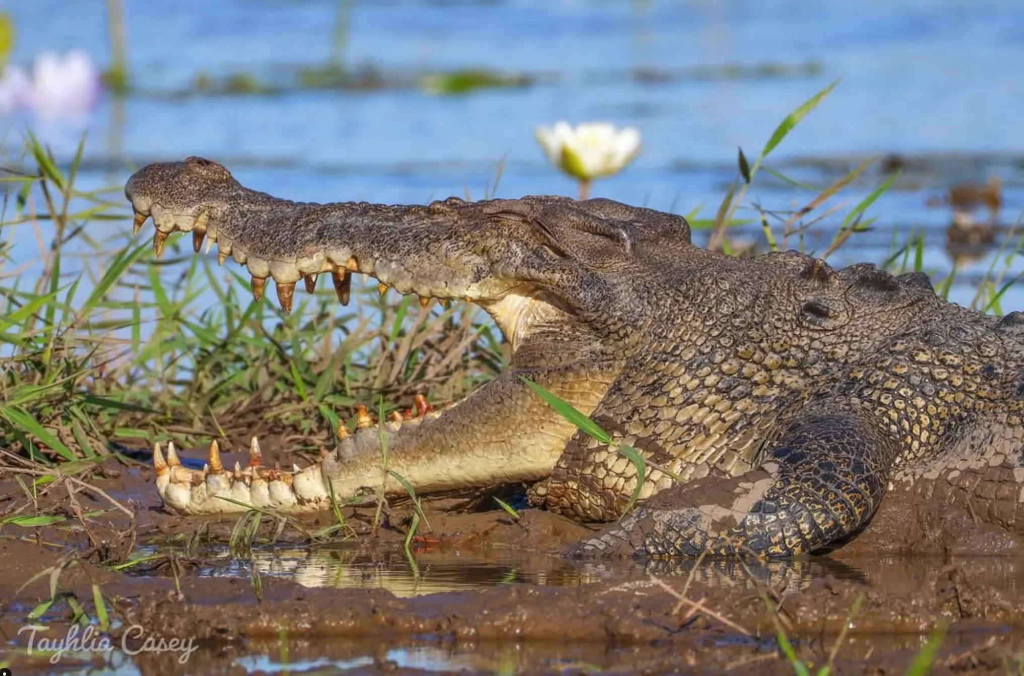 Top Locations for Observing Jumping Crocodiles in Australia