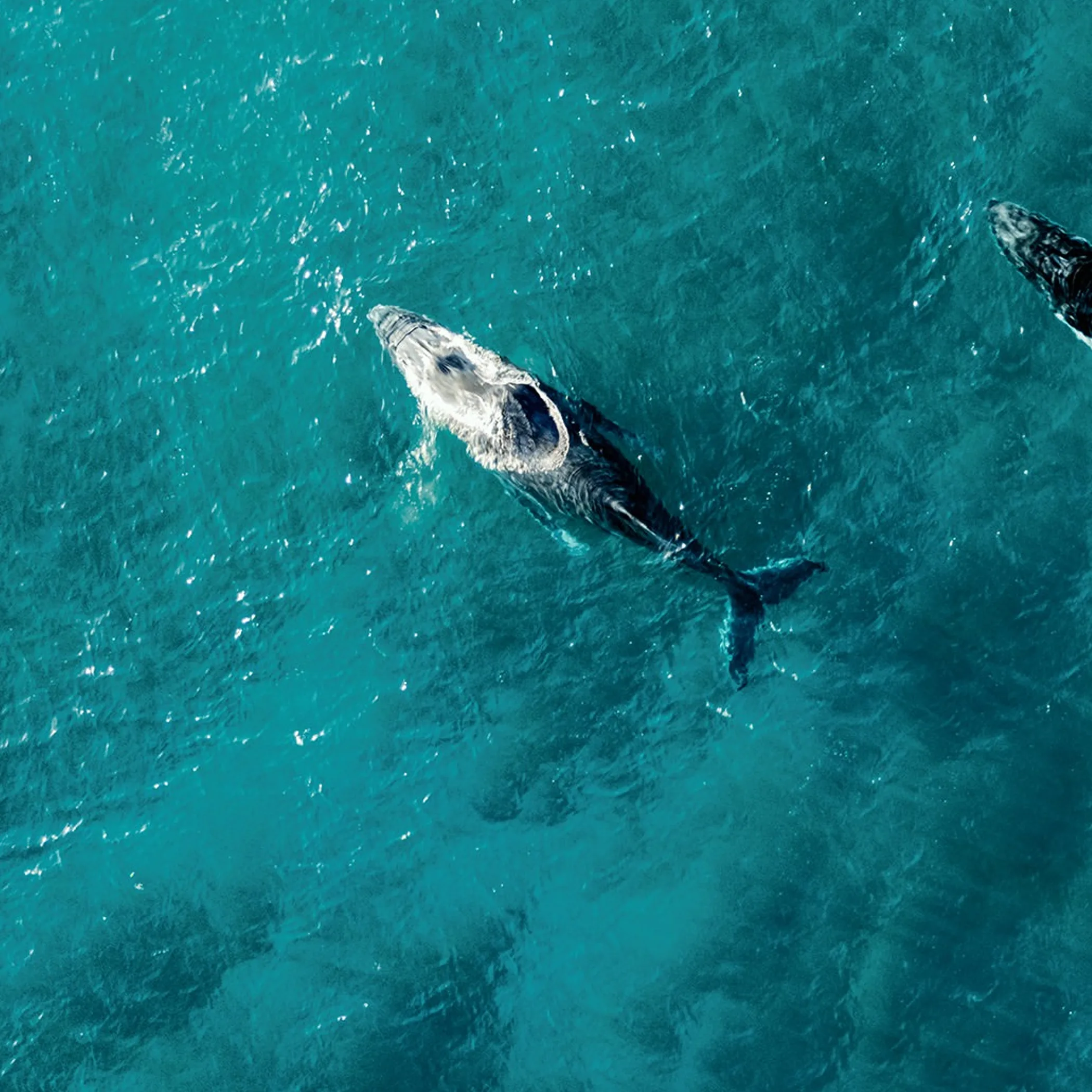 whales at ningaloo reef