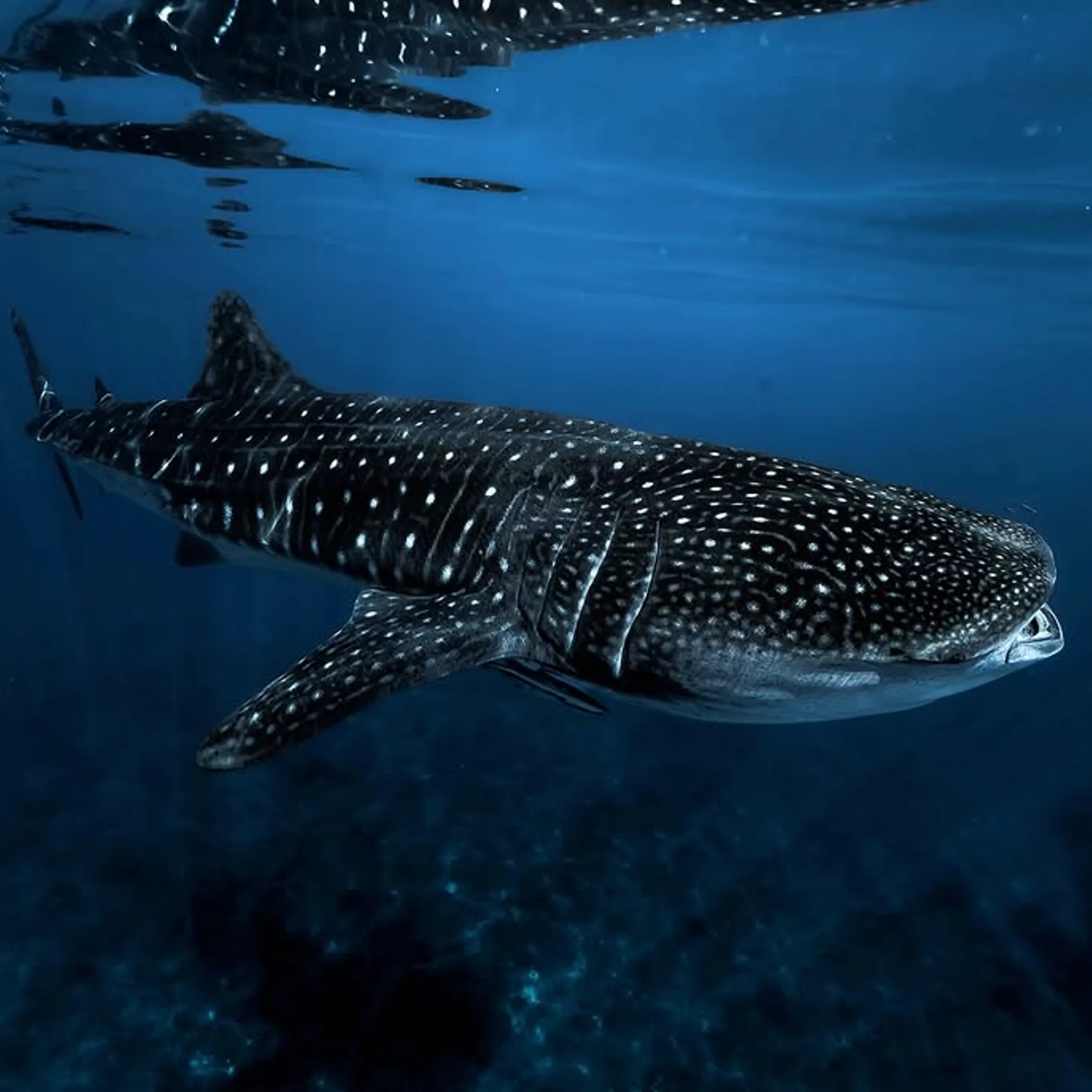 underwater reef photograph