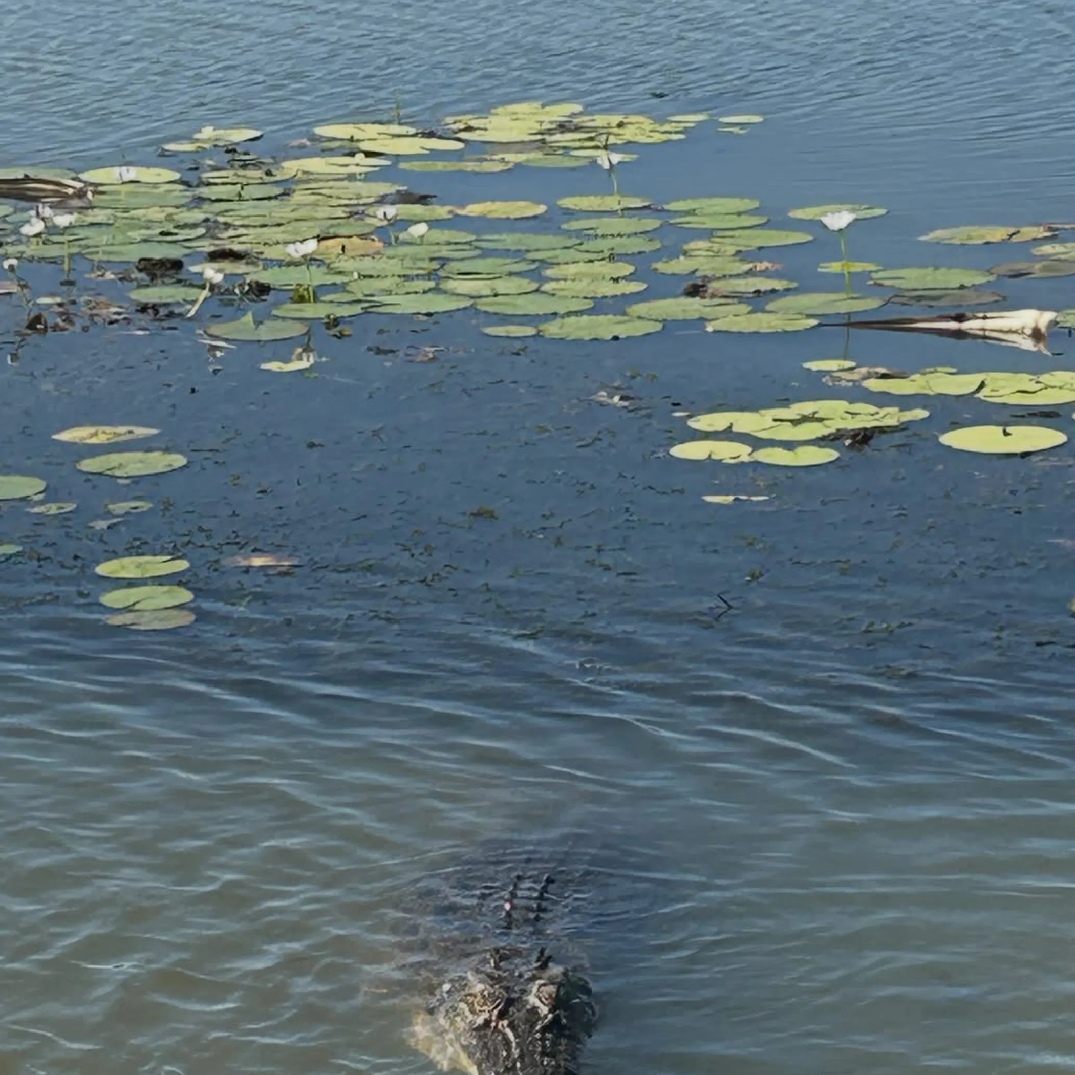 crocodile in lily-covered billabong