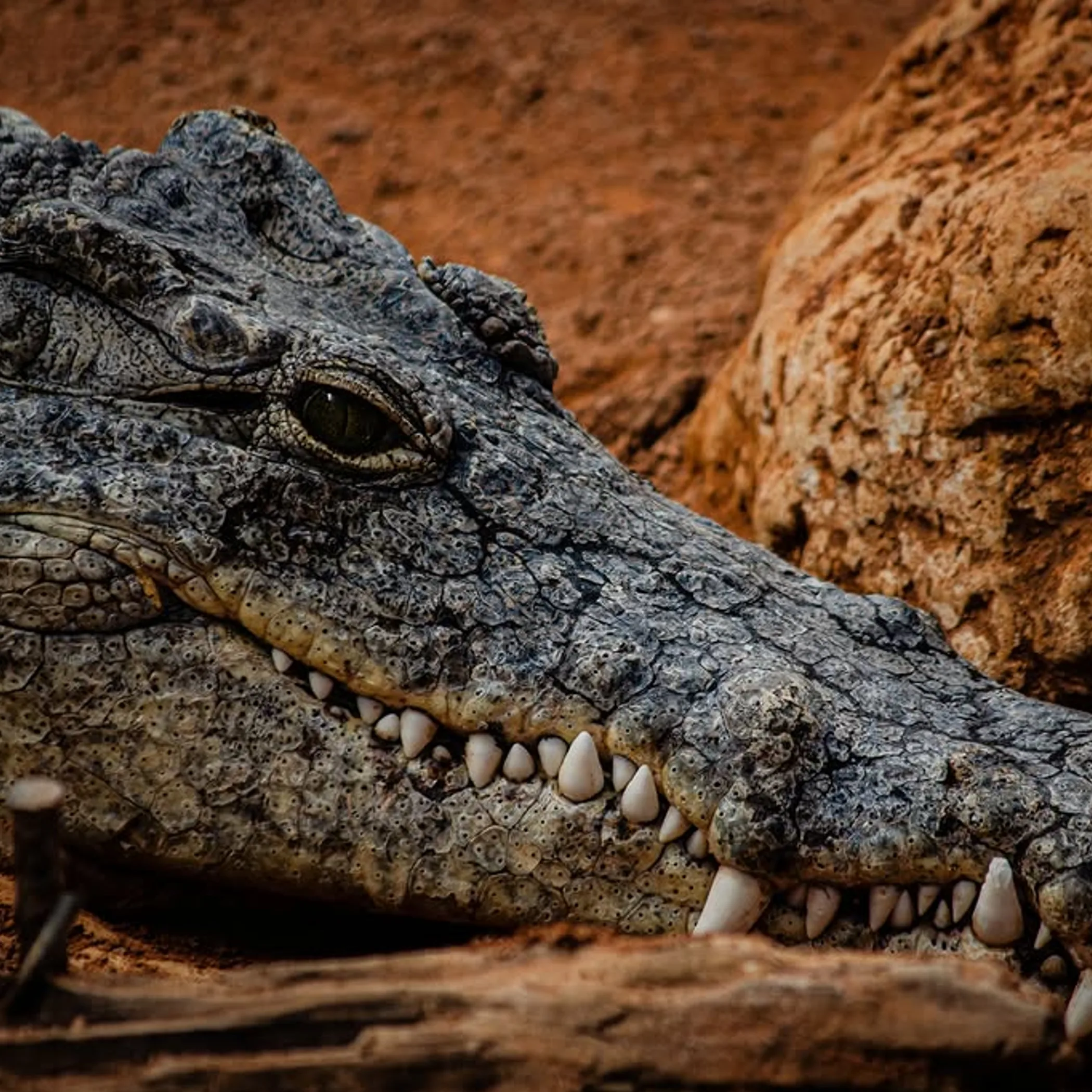 crocodile near water