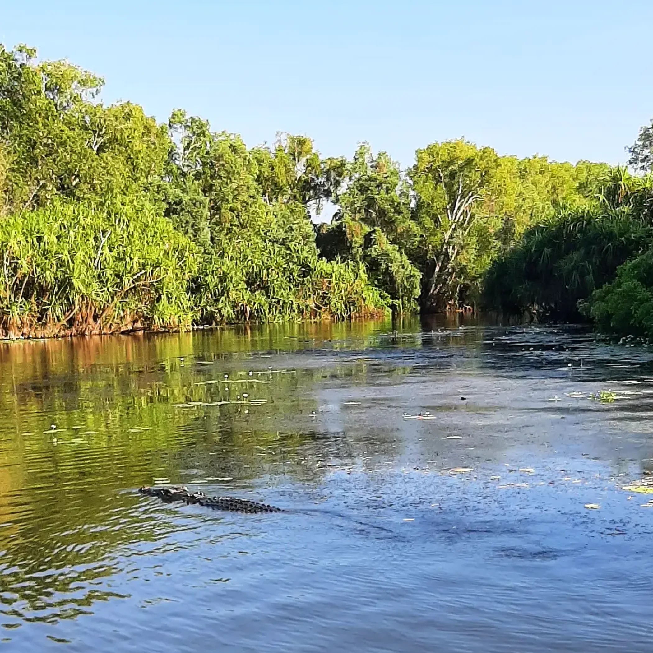 crocodile in yellow waters habitat