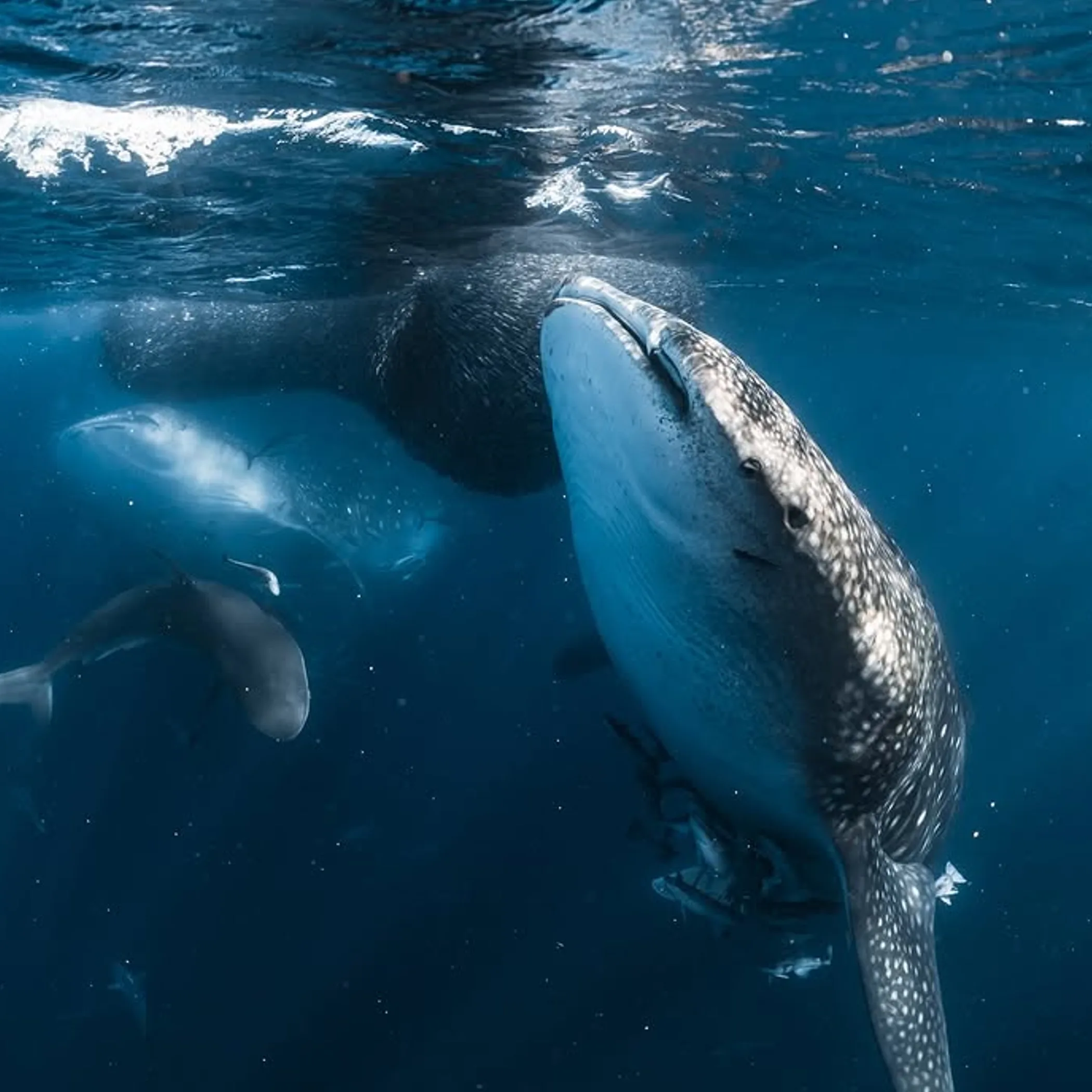 ningaloo marine life