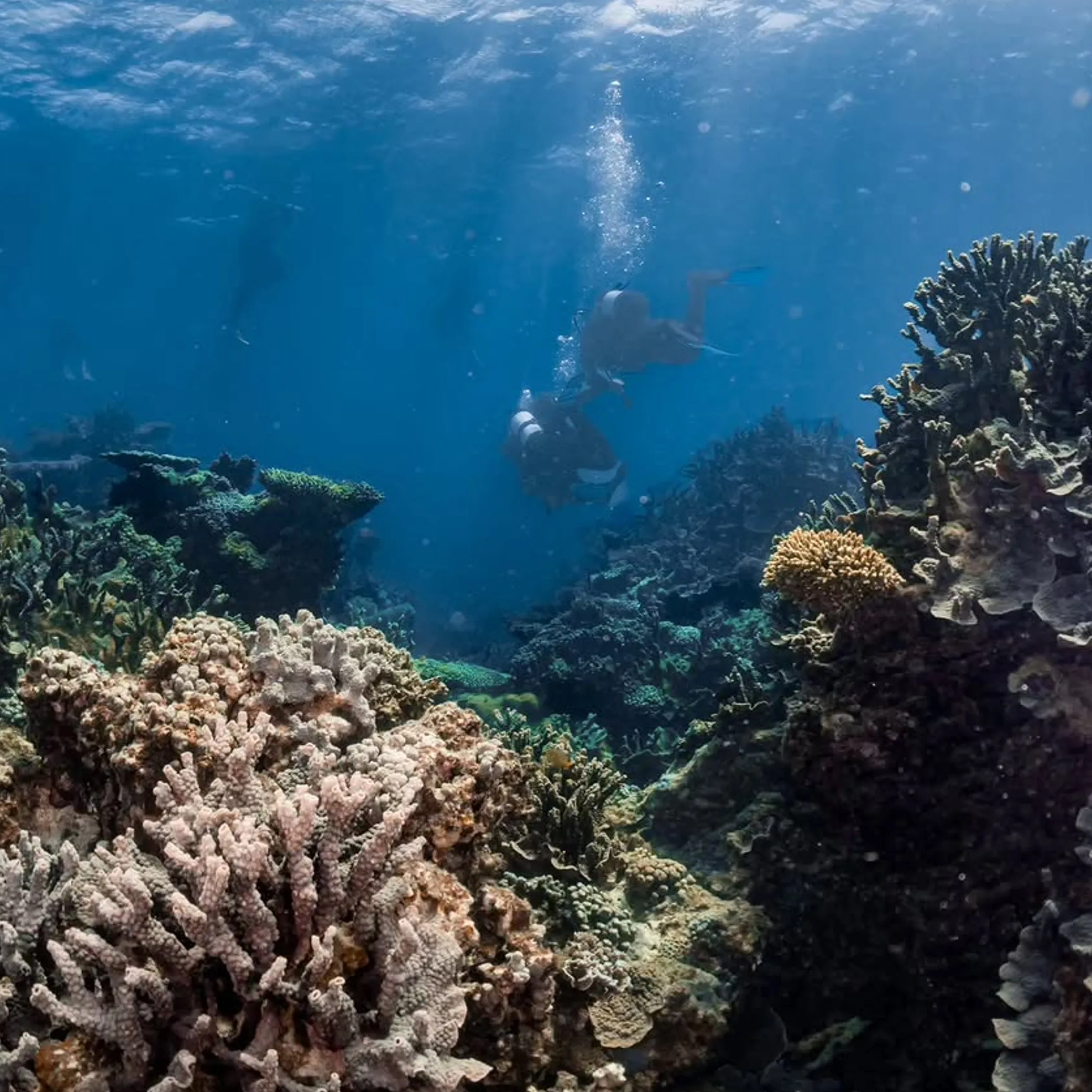 coral reef with diver